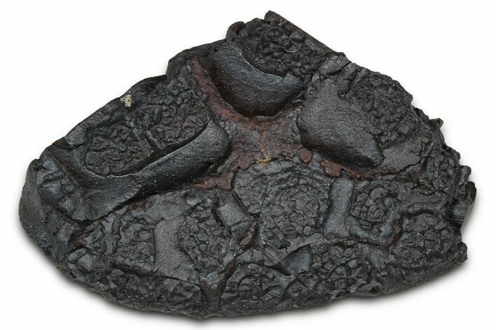 Dragon Scale Stone (Iron, Manganese, Siderite Nodule) #350186